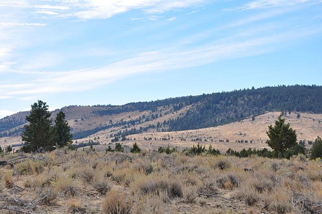 conifers encroaching on sagebrush