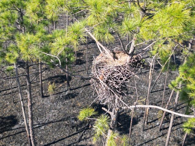 An eagle's nest in a tree