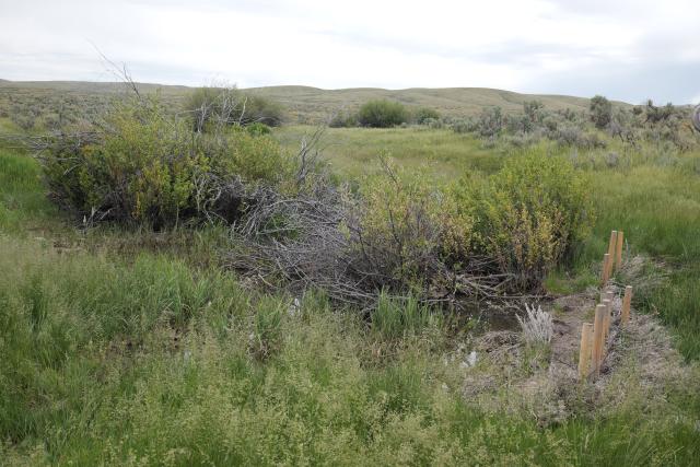 A row of short posts stands in a creek bed, surrounded by green grass and shrubs