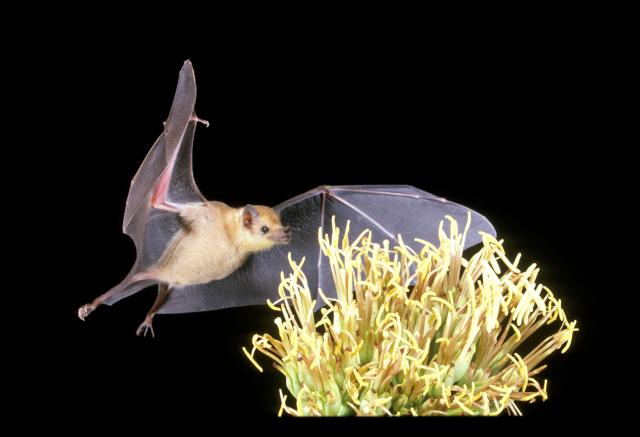 A lesser long-nosed bat flies to a flower to drink nectar.