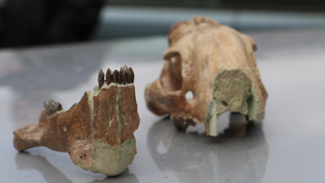 A fossilized animal skull displayed on a table