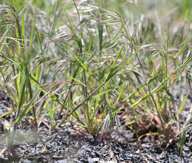 Cheatgrass, an invasive weed, grows on public land. (Photo by A. Hedrick)