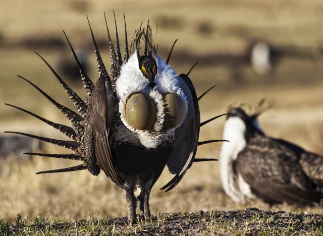 two sage grouse at a lek