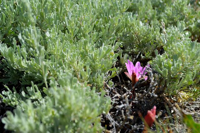 sagebrush and a flowering native plant