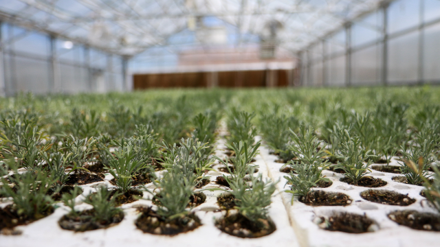 Sagebrush seedlings growing in containers in a greenhouse