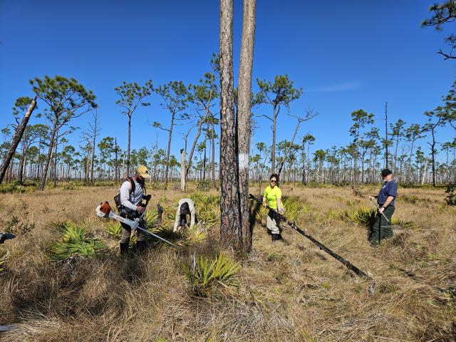 a work crew clears brush around a tree