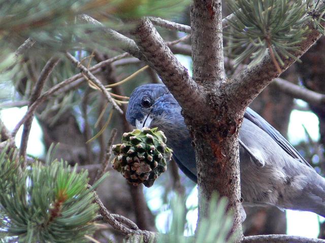 a pinyon jay feeding on a seed cone