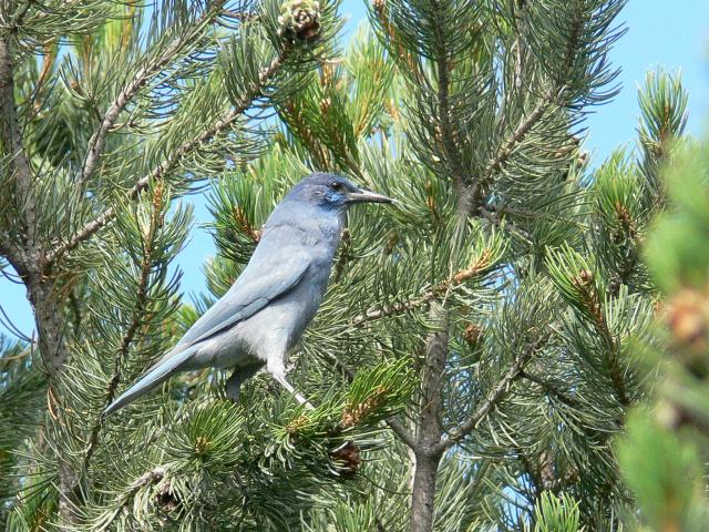 a pinyon jay in the branches of a pine tree