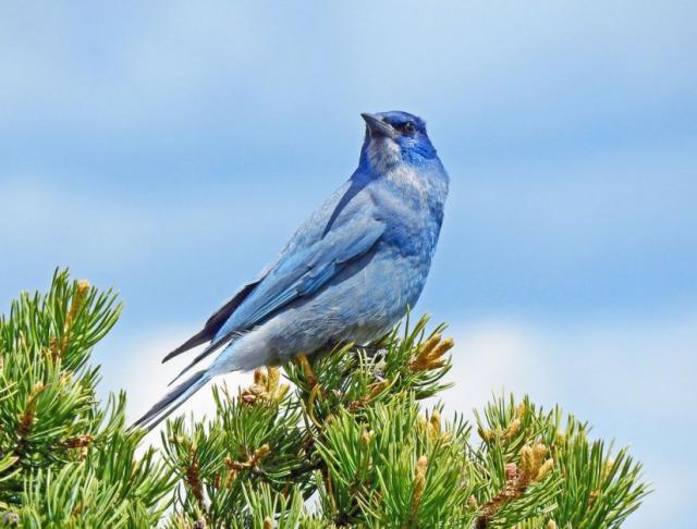 a pinyon jay atop a pinyon pine tree