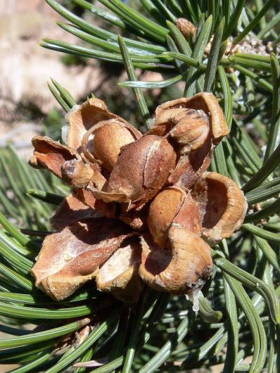 a ripe pinyon pine seed cone