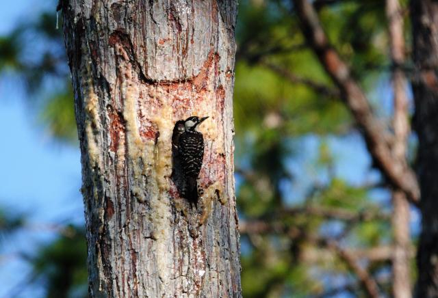 a woodpecker mother guards young juvenile in the nest