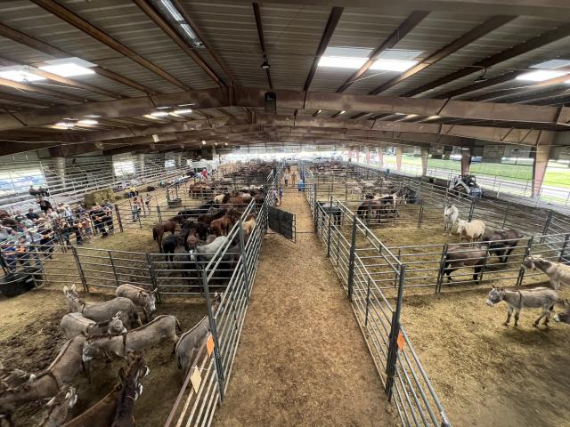 A bird’s eye view of the wild horse and burro adoption event held in Checotah, Oklahoma