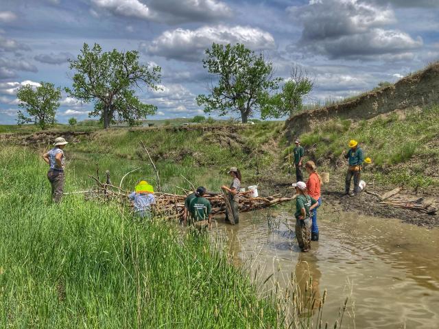 An MCC crew installing a structure that mimics a log jam on Box Elder Creek, downstream from Brady and Nowlin’s houses in May 2023.