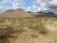 A landscape mostly barren with some shrubs and mountains in the background. 