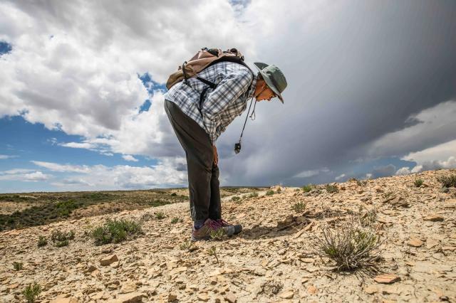 BLM Colorado State Botanist and BLM Threatened and Endangered Species Program Lead Carol Dawson in the field bending down for a closer look evaluating an occurrence of a rare plant on a hill.