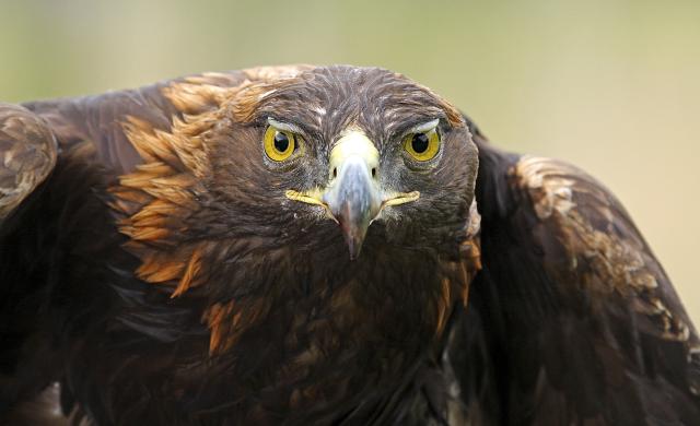 A close up of a golden eagle with an intense stare. The bird is dark brown with lighter, reddish brown at the nape of the neck