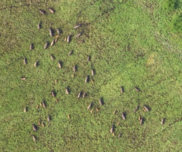 Aerial photo of the lower Yukon-Innoko herd roaming on a lush green landscape.