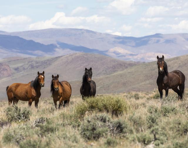 Horses on a hillside 