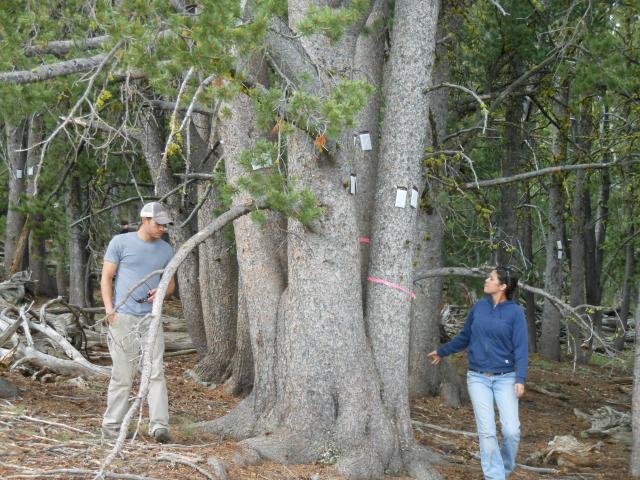 foresters check pheromone packets attached to trees