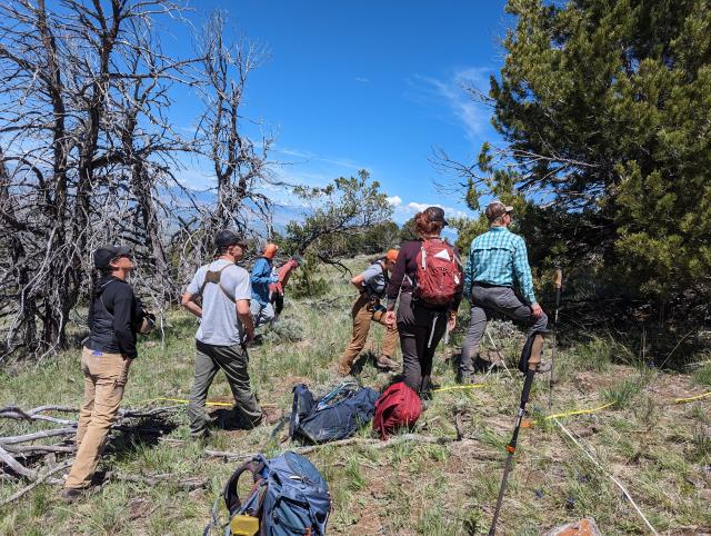 workers gather near a pine tree