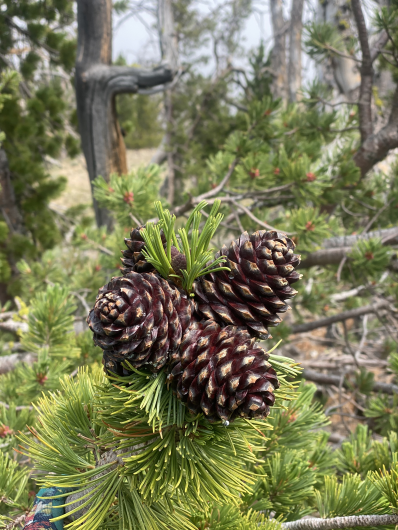 whitebark pine cones and needles