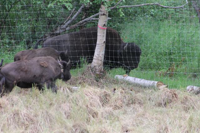 Adult wild bison and captive yearling bison connect through the soft release pen fence.