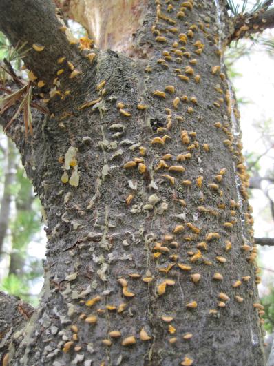 blister rust infests a tree tunk