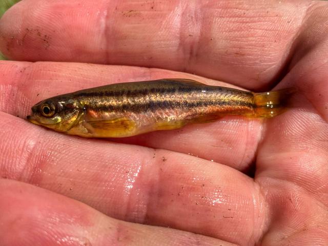 A spawning male redbelly with namesake coloration.