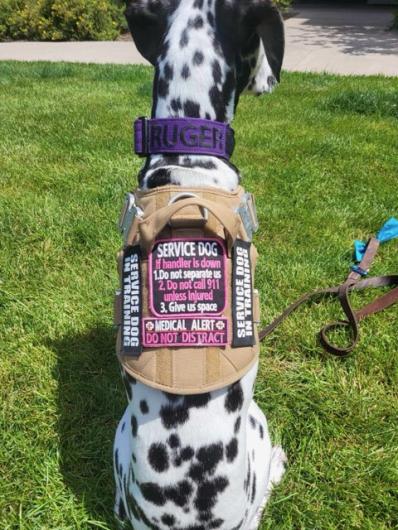 This photo shows a dalmatian dog with her back to the camera. She has on a wide purple collar with her name on it and a beige service dog vest with instructions in bold pink and white lettering regarding what to do if the handler is down (do not separate us, do not call 911, give us space, do not distract).