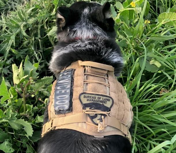 Photo shows a well-worn tan service dog vest with a Bureau of Land Management patch on it, which is being worn by a black and white dog.