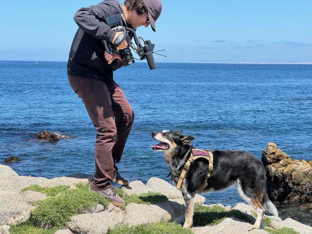 Photo shows a small black, white, and tan cattle dog wearing a tan vest, standing next to a person holding a large video camera, which is pointed down towards the dog. They are standing on a rocky shoreline, with calm blue seas in the background.