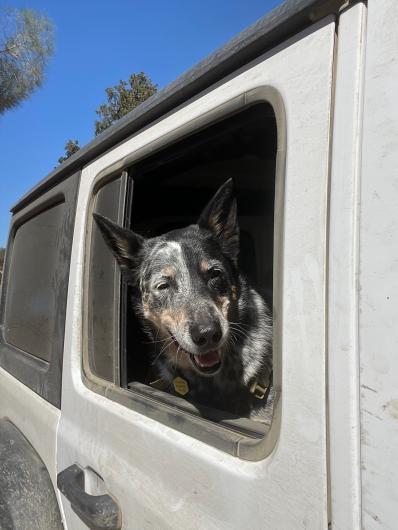 Photo shows a medium-sized black, white, gray, and tan dog sticking her head out the side window of an ash-covered white vehicle.