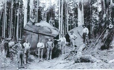 Historic photo of foresters in a line in front of a recently felled old growth red wood tree.