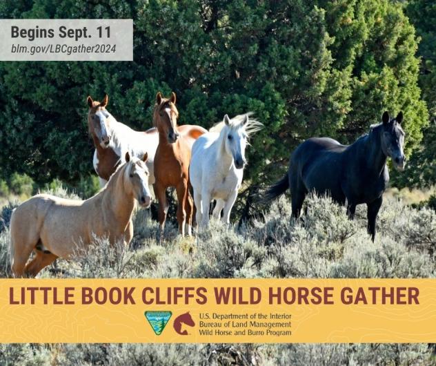 An event graphic for the wild horse gather in September 2024 that include a photo of wild horses and text with the date, name of the gather, gather website link, and the BLM wild horse and burro program logo