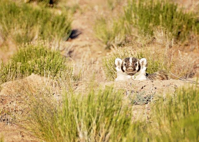 An unamused looking badger peers from the safety of a dirt burrow