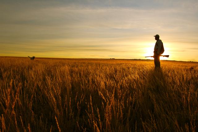 Silhouette of an individual in hunting gear standing among golden vegetation backlit by an orange sun.