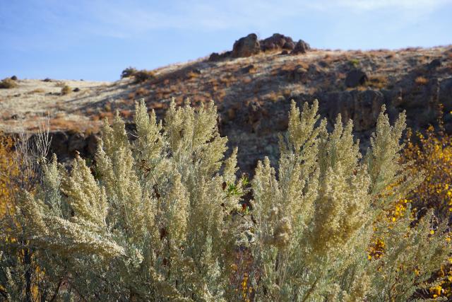 sagebrush in seed with canyon ridgeline in the background