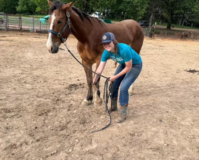 A woman smiles as she trains with here brown adopted BLM mustang inside of a pen. 