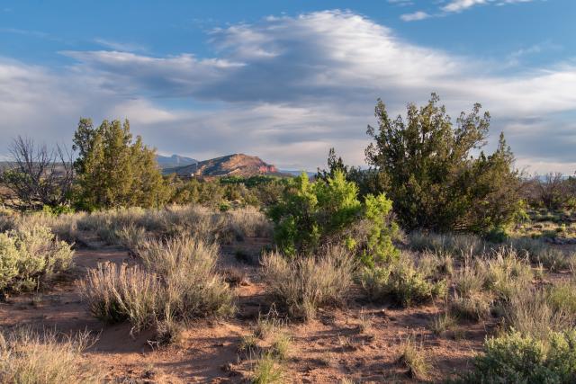 Trees and shrubs lead to a stony mountain under broad clouds in the distance.