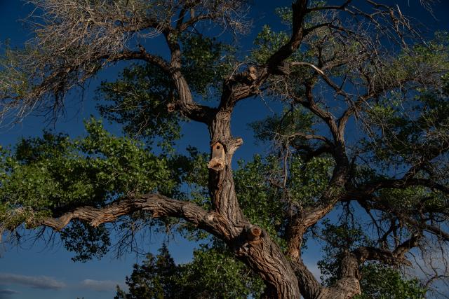 A birdhouse installed on a tree trunk, easily seen with morning sunlight.