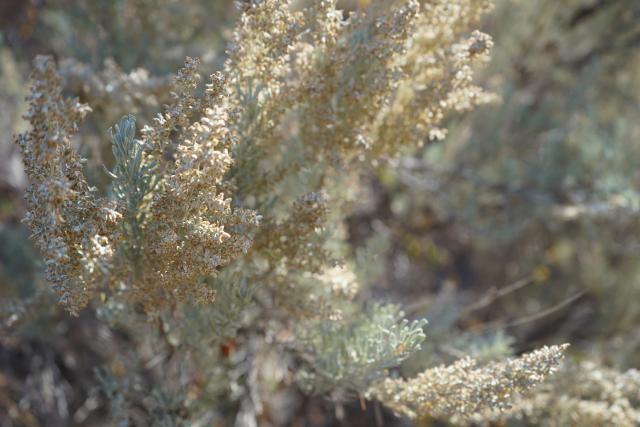 a close-up image of sagebrush seedheads