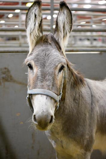 WHB Fest Day 1 - A gray burro poses for the camera in its cage.