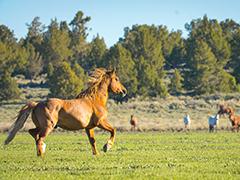 Wild Horses on the Buckhorn Byway