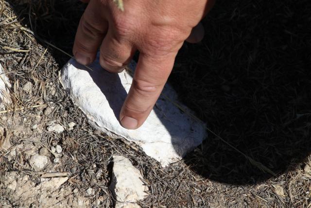 A Caucasian hand points to a small bit of rock and grass on a burned piece of ground