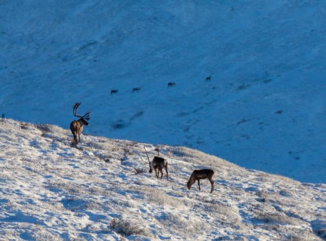 Three caribou on a snowy snow with four more caribou visible on the hillside in the background. 