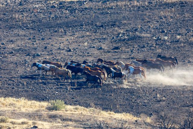 wild horses being gathered from burned Idaho rangelands