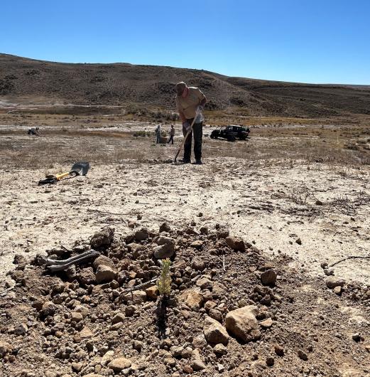 Sagebrush planted with BLM and public background