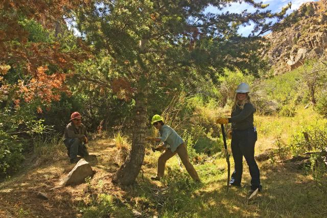 Three people prepare to cut down a conifer using hand saws.