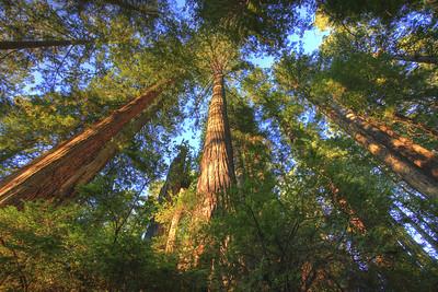 Tall trees stretch into the sky.