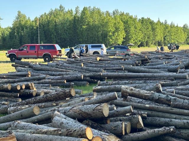 People and trucks next to an expanse of cut, trimmed, stacked logs with forest in the background.